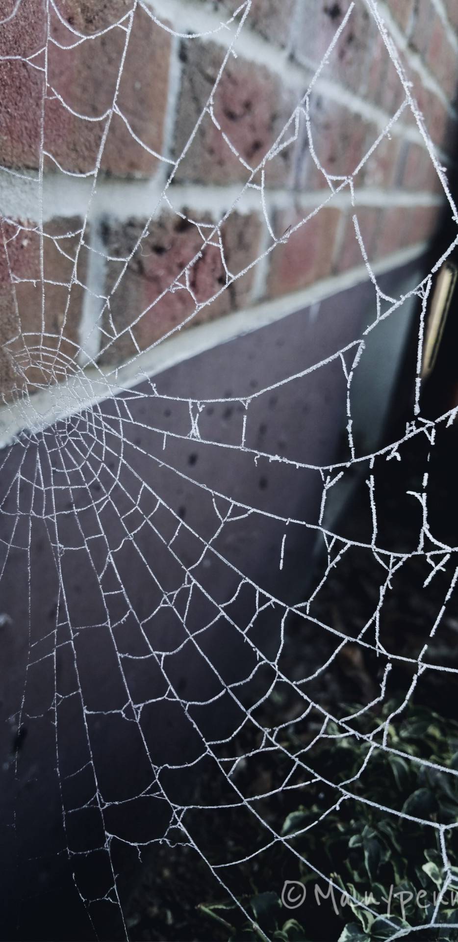 Frozen_spiderweb_-9bef5442-62fb-4634-8fe5-bb1f8d16ffa5