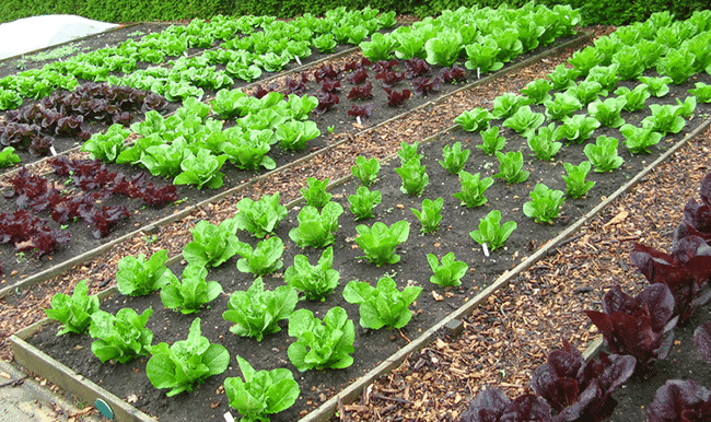 organic-lettuce-garden