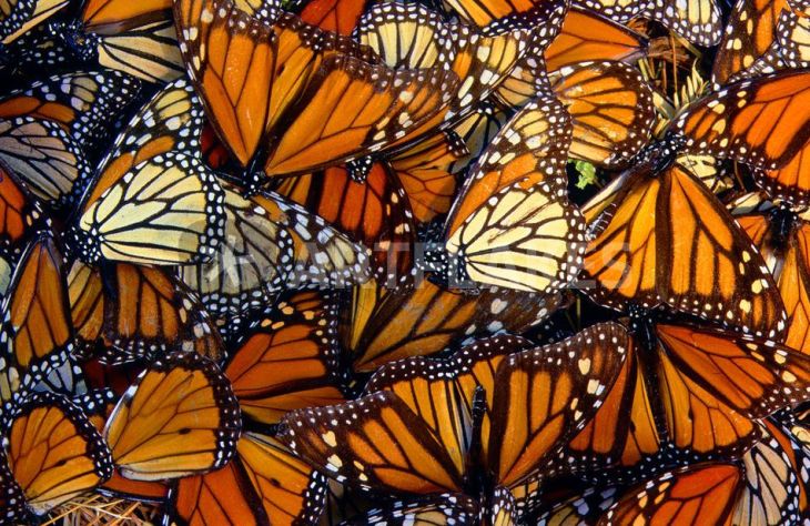 Turning Tables Jamiah Lincoln